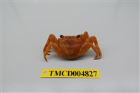 藏品(白紋方蟹)的圖片